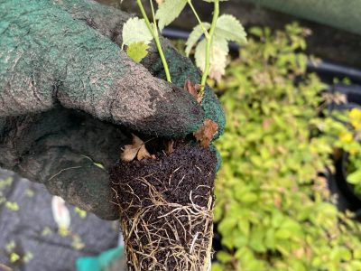 Plug plants - grow your own