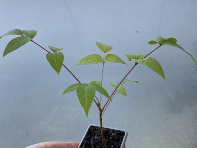 Bonsai starter saplings